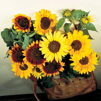 Sunflower Autumn Beauty Mixture Seed