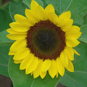 Sunflower Sunrich Lemon F1 Seed