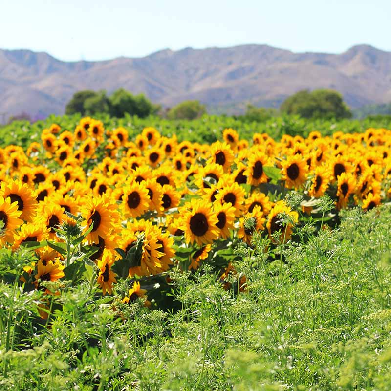 Sunflower Sunrich Orange F1 Seed