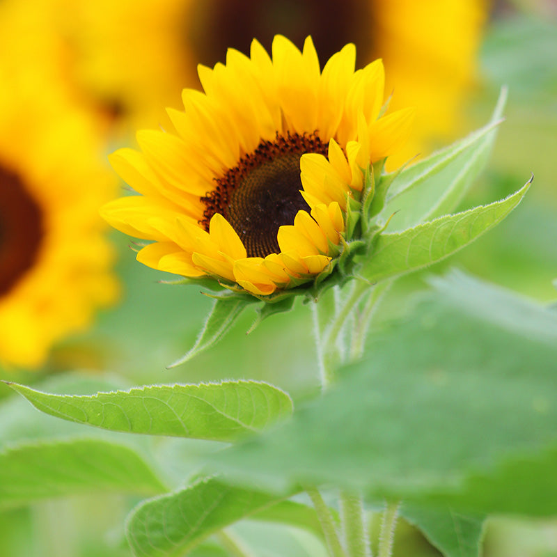 Sunflower Sunrich Orange F1 Seed