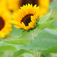 Sunflower Sunrich Orange F1 Seed