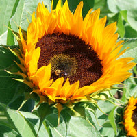 Sunflower Sunrich Orange F1 Seed