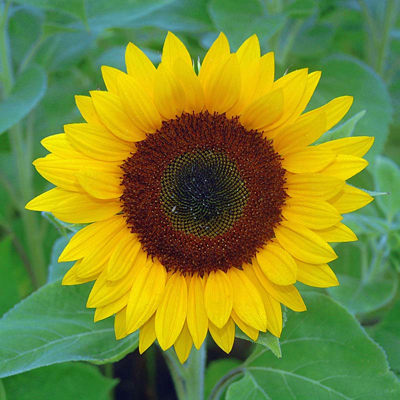 Sunflower Sunrich Orange F1 Seed