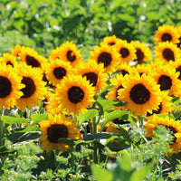 Sunflower Sunrich Orange F1 Seed