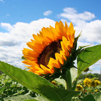 Sunflower Sunrich Orange F1 Seed