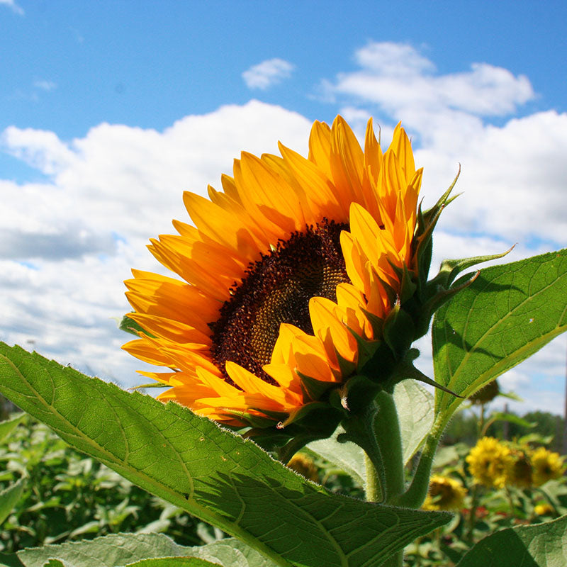 Sunflower Sunrich Orange F1 Seed