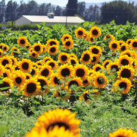 Sunflower Sunrich Orange F1 Seed