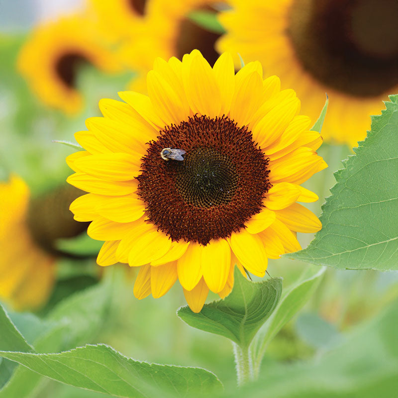 Sunflower Sunrich Orange F1 Seed