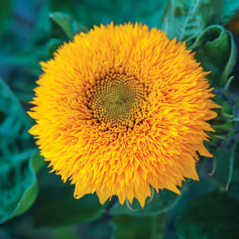 Sunflower Teddy Bear Seed