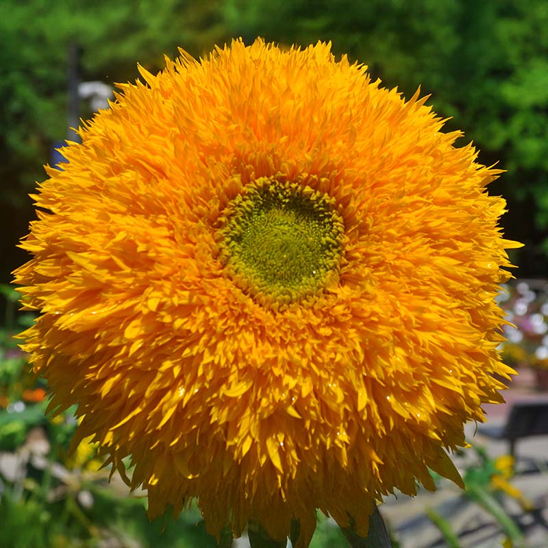 Sunflower Teddy Bear Seed