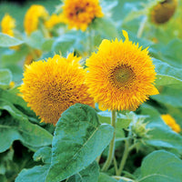 Sunflower Teddy Bear Seed