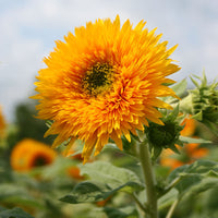 Sunflower Giant Sungold Seed