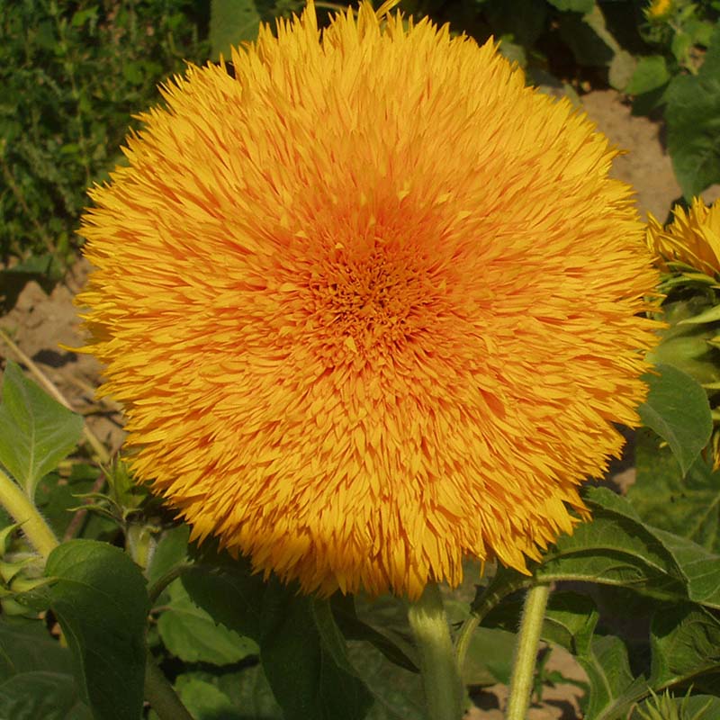 Sunflower Giant Sungold Seed