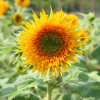 Sunflower Giant Sungold Seed