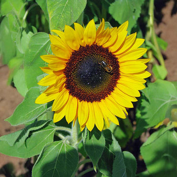 Sunflower Sunbright Supreme F1 Seed