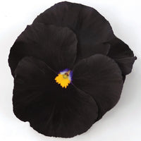 Pansy Atlas Black F1 Seed