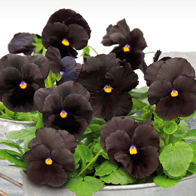 Pansy Atlas Black F1 Seed