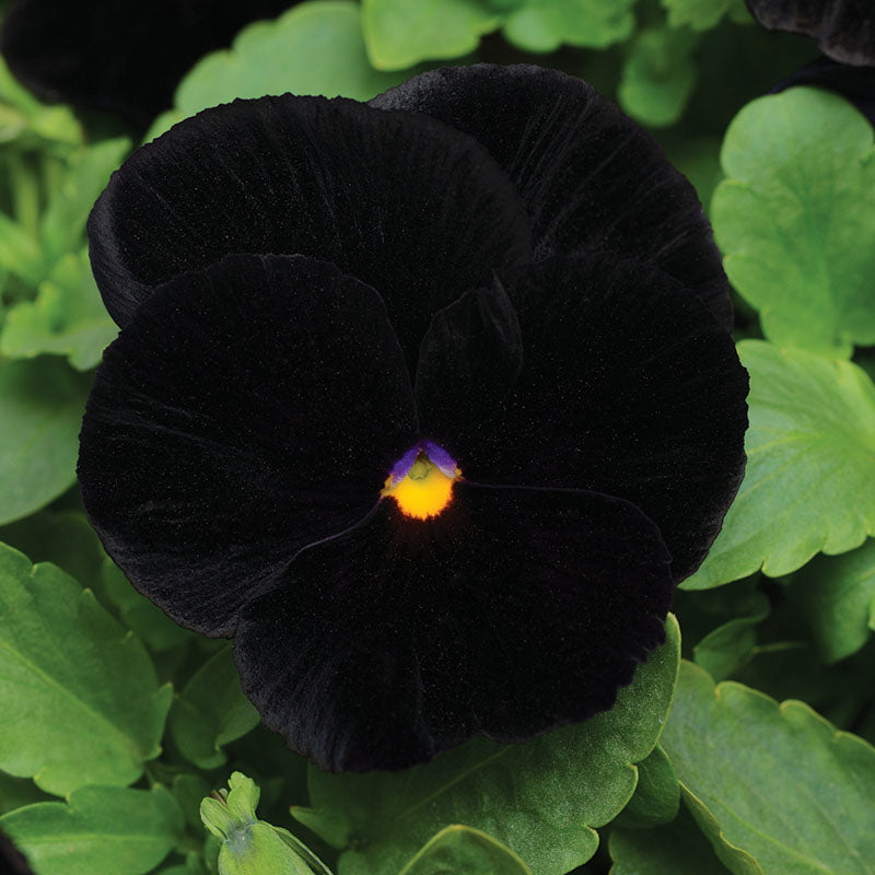 Pansy Atlas Black F1 Seed