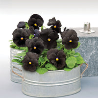 Pansy Atlas Black F1 Seed