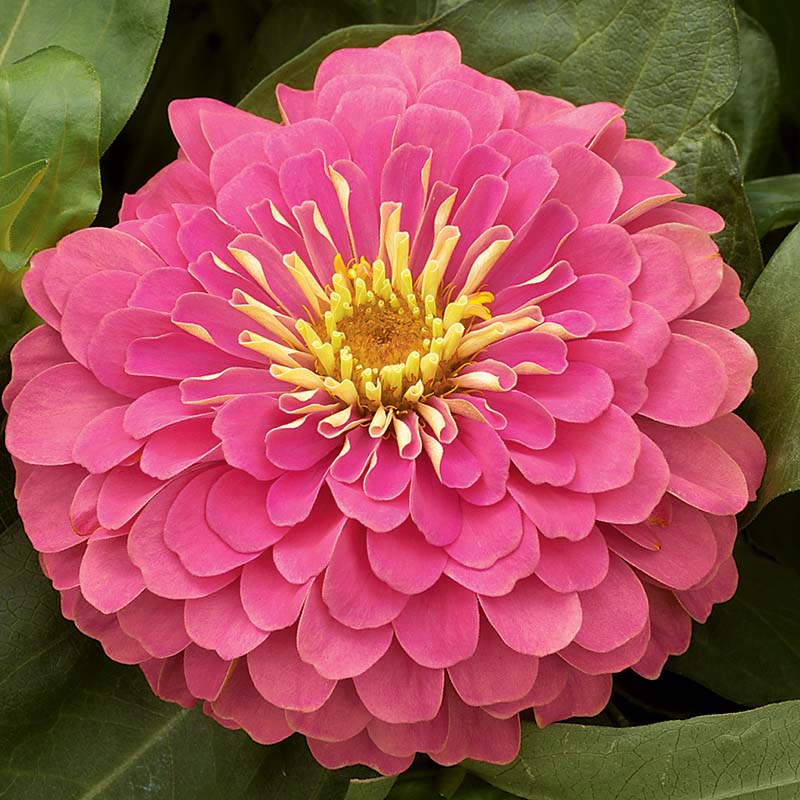 Zinnia Magellan Pink F1 Seed