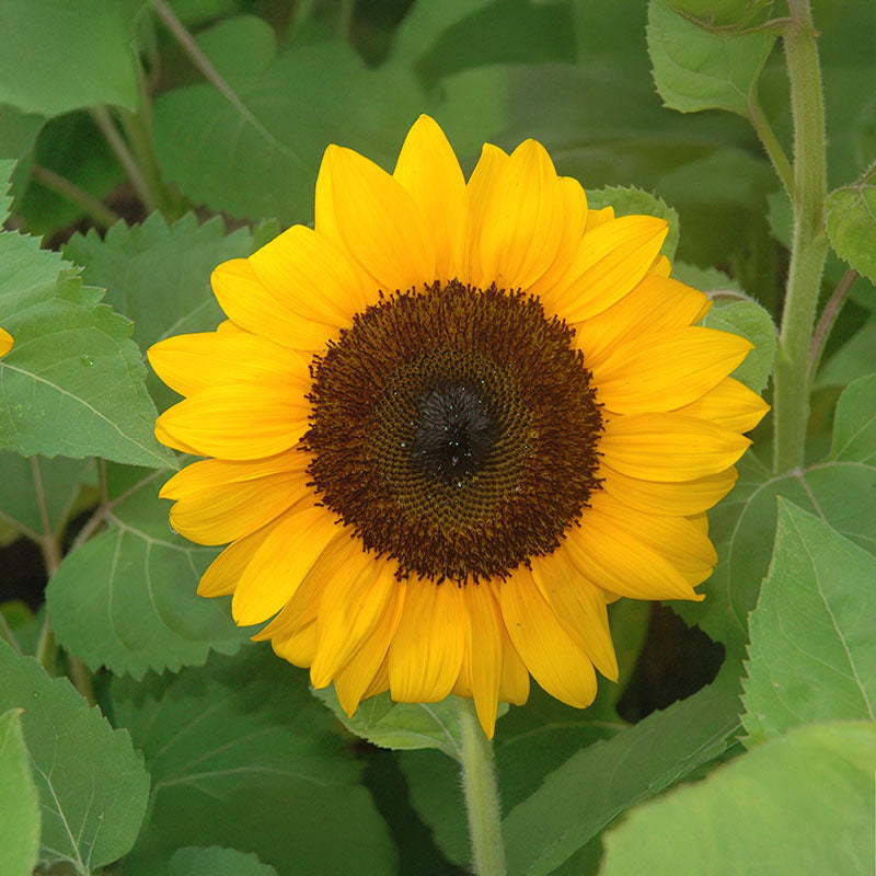 Sunflower ProCut Orange F1 Seed