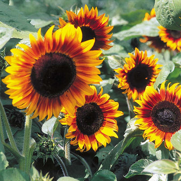 Sunflower Firecracker F1 Seed