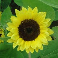 Sunflower Premier Light Yellow F1 Seed