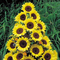 Sunflower Premier Light Yellow F1 Seed