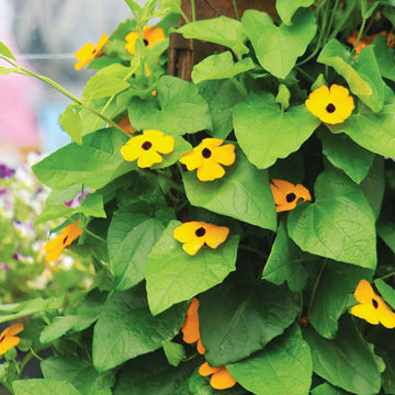 Thunbergia Alata Mixture Seed