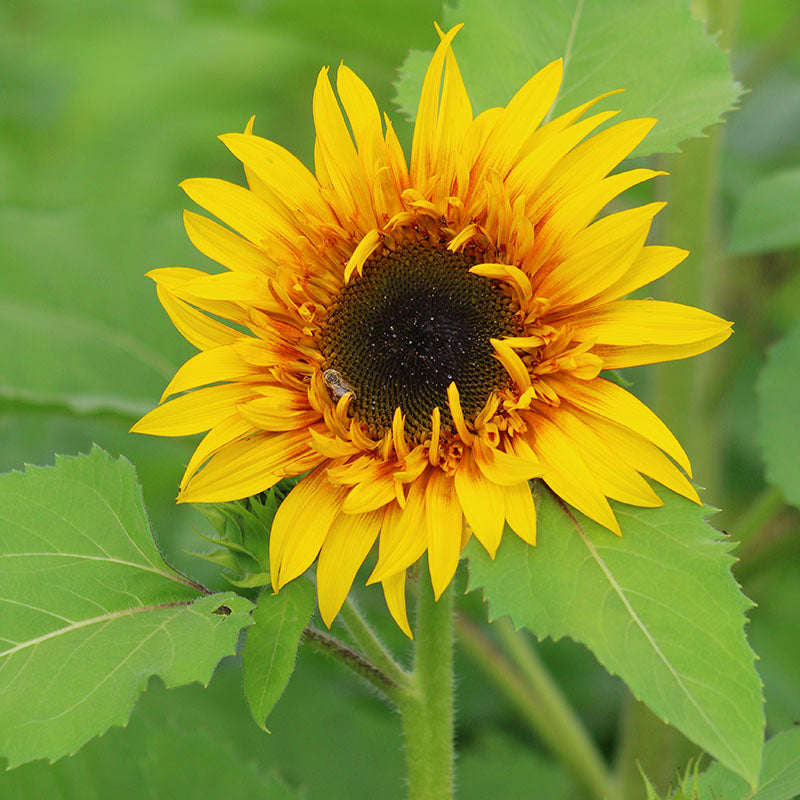 Sunflower Monet's Palette F1 Seeds