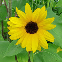 Sunflower Monet's Palette F1 Seeds