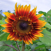 Sunflower Monet's Palette F1 Seeds