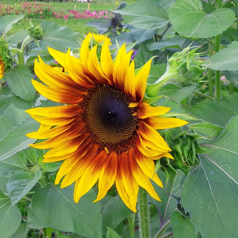 Sunflower Monet's Palette F1 Seeds