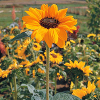 Sunflower Soraya Seed