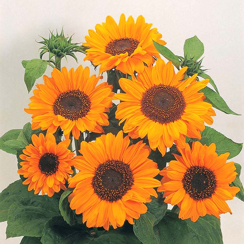 Sunflower Soraya Seed