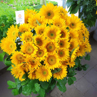 Sunflower Sunrich Gold F1 Seed