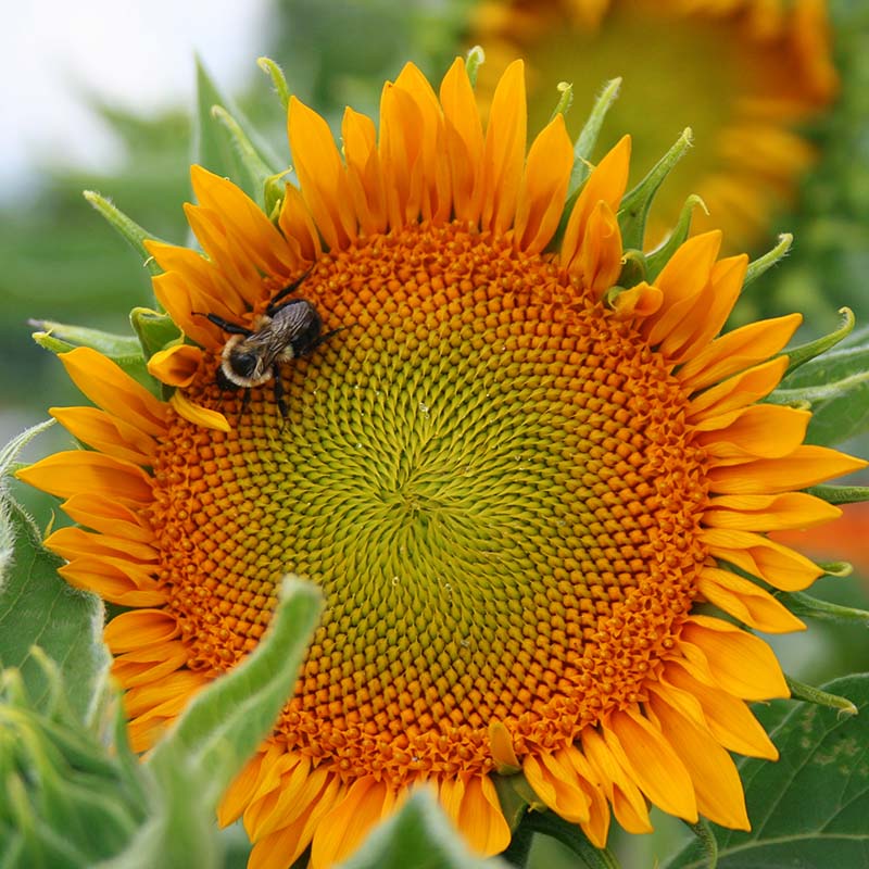 Sunflower Sunrich Gold F1 Seed