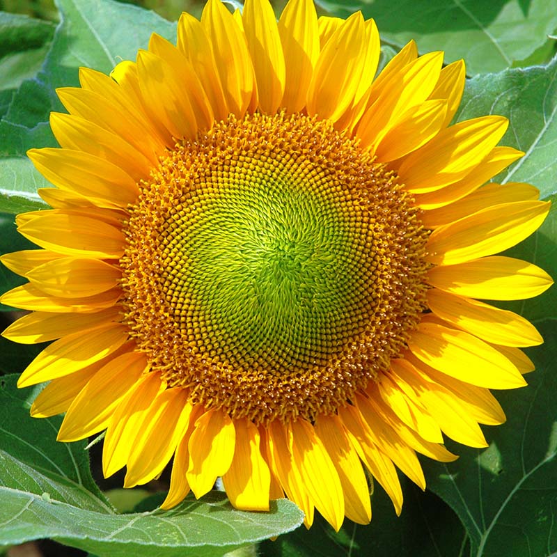 Sunflower Sunrich Gold F1 Seed