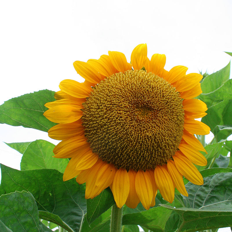 Sunflower Sunrich Gold F1 Seed