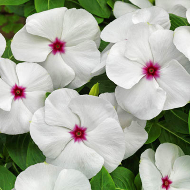 Vinca Pacifica XP Polka Dot Seed