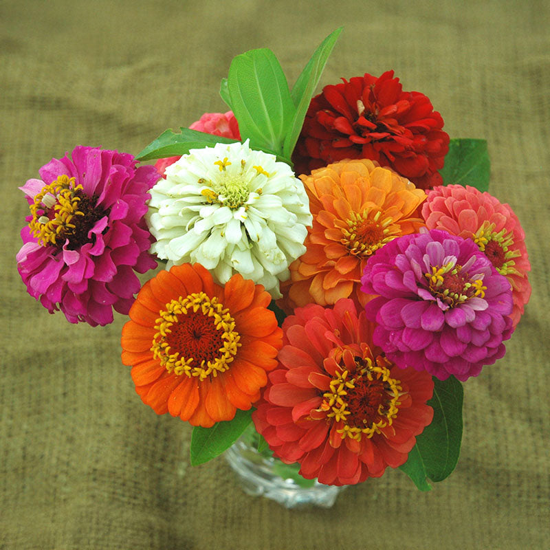 Zinnia Cut and Come Again Mix Seed