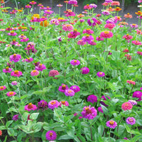 Zinnia Cut and Come Again Mix Seed