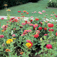 Zinnia Cut and Come Again Mix Seed