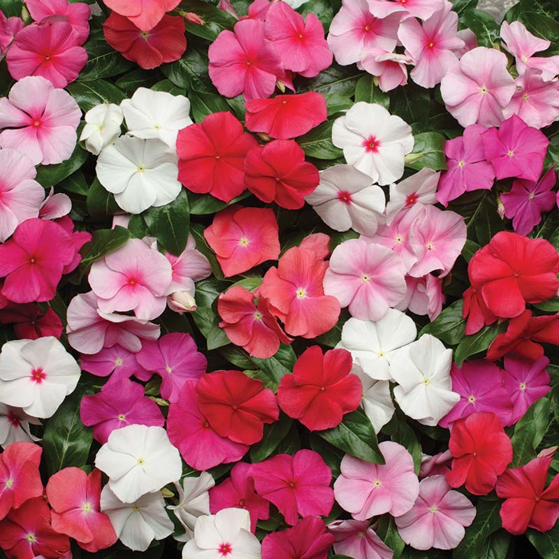 Vinca Pacifica XP Mix Seed