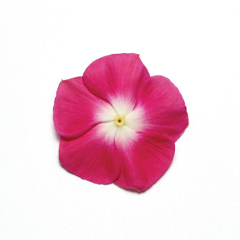 Vinca Pacifica XP Mix Seed