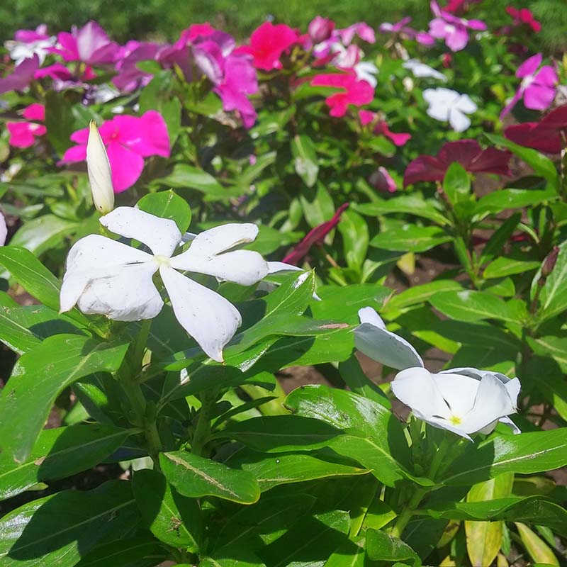 Vinca Pacifica XP Mix Seed