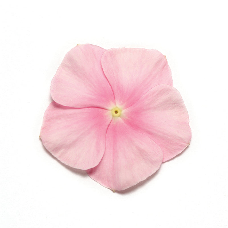 Vinca Pacifica XP Mix Seed