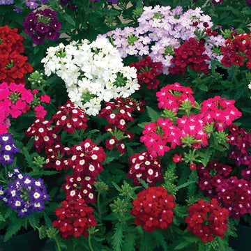 Verbena Obsession Mix Seed