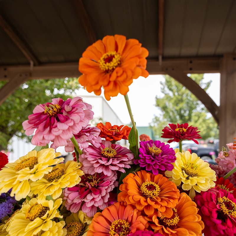 Zinnia Magnificent Mixture Seed