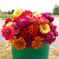 Zinnia Magnificent Mixture Seed